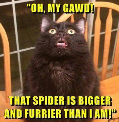 poof spider