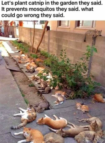 Screenshot_2024-03-26-19-13-42_kindlephoto-276680045