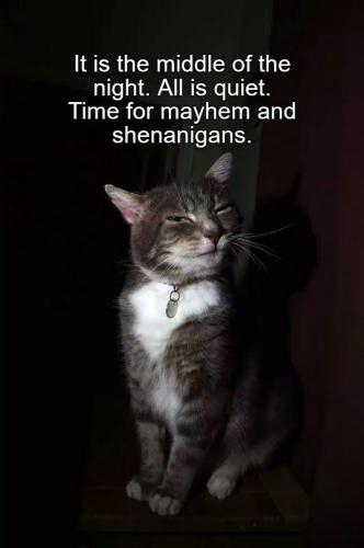 is-middle-night-all-is-quiet-time-mayhem-and-shenanigans