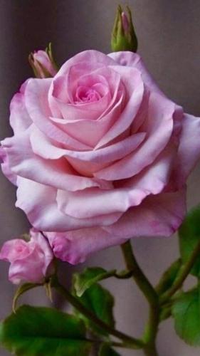 img-6d4f5441