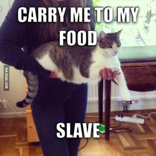 fdc23bdda9d00bfaa07d8244d8ada470