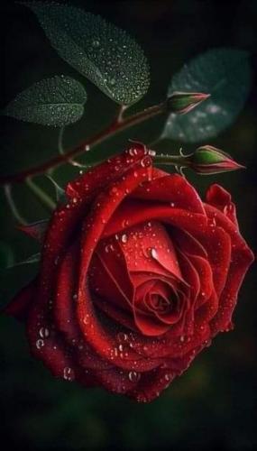 img-b2238e32