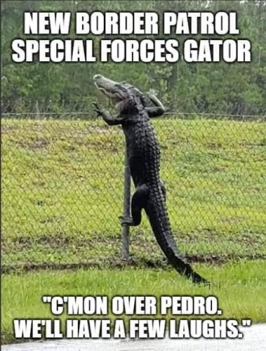 Aligator Patrol