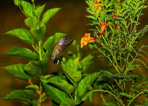 Hummer & trumpet vine