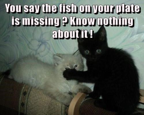 40b1ea890b5fd45548698769d5d0fd76