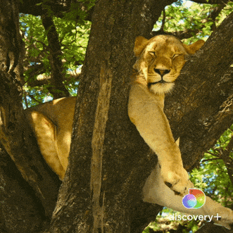 c5106d78-40ea-4778-8b3d-c1c41843b17f