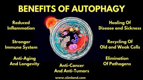 Autophagy benefits
