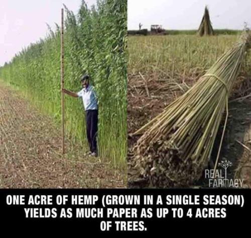 hemp