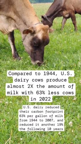 Cows And Their Carbon Footprint