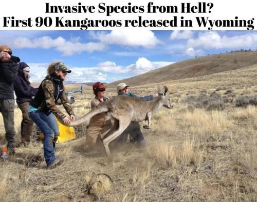 Invasive species from hell.960px