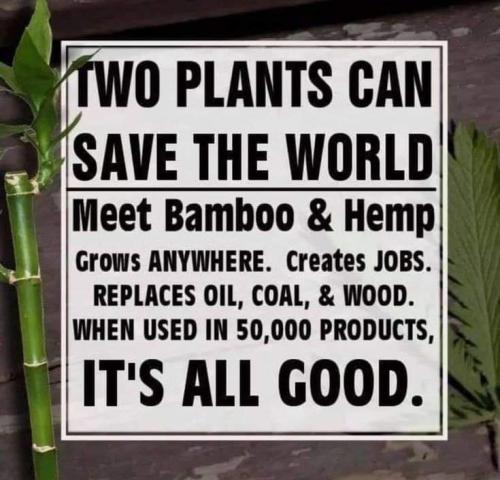 2 plants