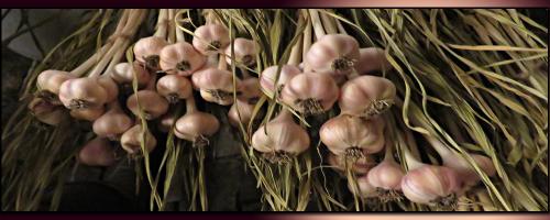 GARLIC-1
