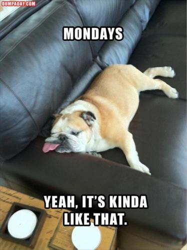 sngine_fc8208ea3a9162a2c00f013c6f610438