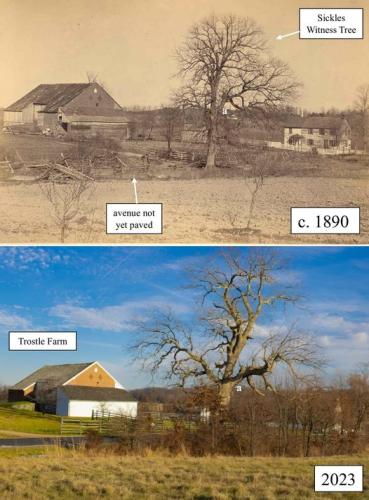 Gettysburg witness tree