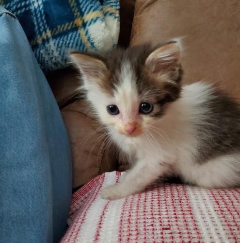 Screenshot_20240421-181117_Messages