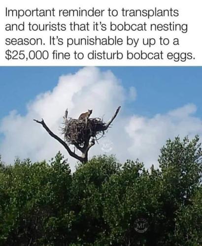 bobcat in a nest