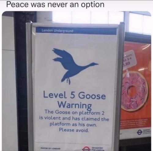 level 5 goose