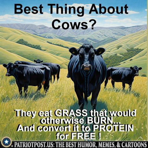 Cows
