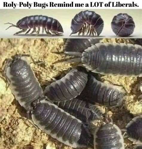 Roly poly bugs.960px