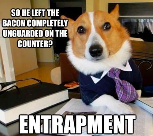 on-counter-bacon-photo-u1