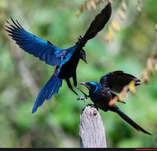 9c854cf45f72aeab0c9780e71c7be153cacb4f391221d8f5dd4093bc2d5e7b09_1