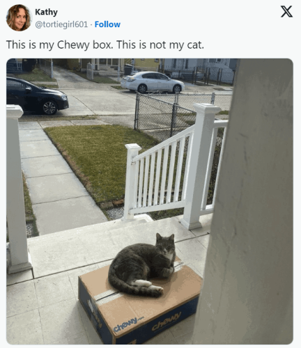kathy-tortiegirl601-follow-this-is-my-chewy-box-this-is-not-my-cat-x-chewycom-chewy