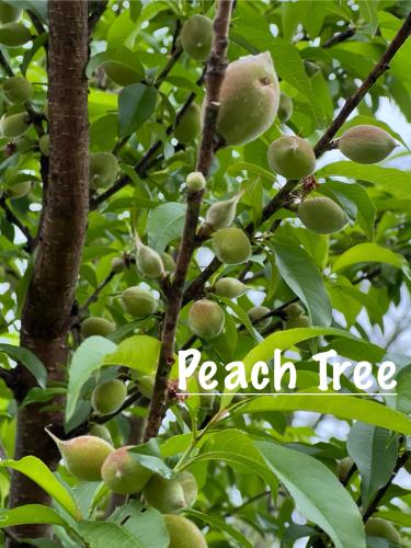 B913E530-566C-46DD-9F92-8545EFC9457A