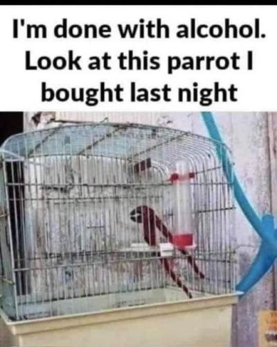 parrot