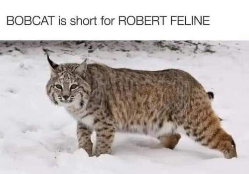 bobcat