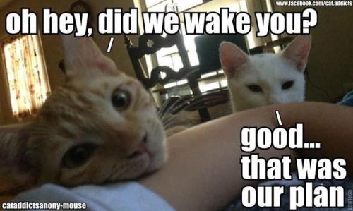 13178b945078ed23425d521836a29b41