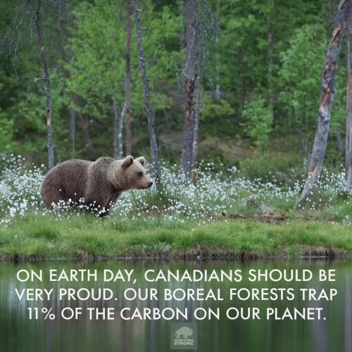 our forests
