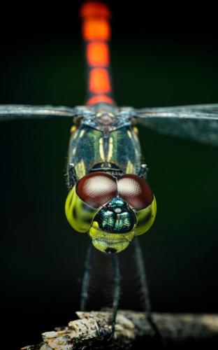 img-f0f5356e