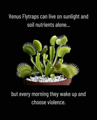 venus_fly_traps