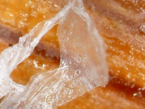 FINGERNAIL BIO FILM PEEL