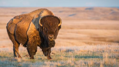 Fluffy Cow in Custer State Park