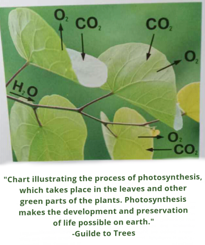 Screenshot_2024-04-02-20-02-36_kindlephoto-18380310