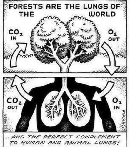lungs