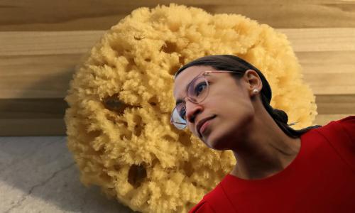 AOC sea sponge