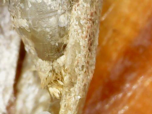 POLYMER BUGS WITH EGGS HATCHING (7)