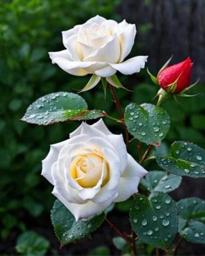 img-bc885524