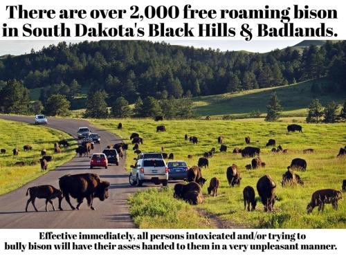 Black Hills Bison.960px