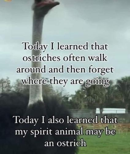 ostrich