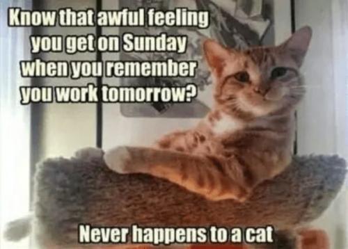 cat-know-awful-feeling-get-on-sunday-remember-work-tomorrow-never-happens-cat