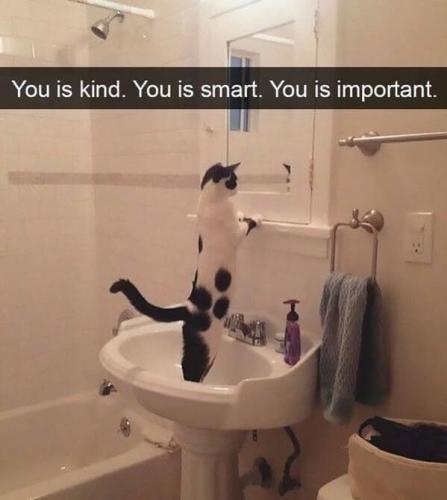cat-is-kind-is-smart-is-important