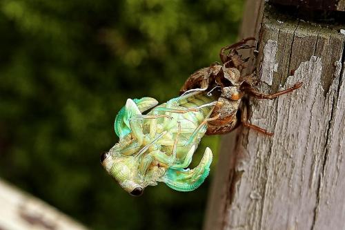 Emerging cicada