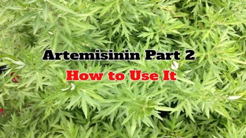 Artemisinin Part 2 How to Use It.960px