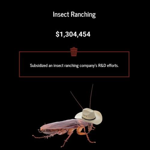 exit polling rand paul insects