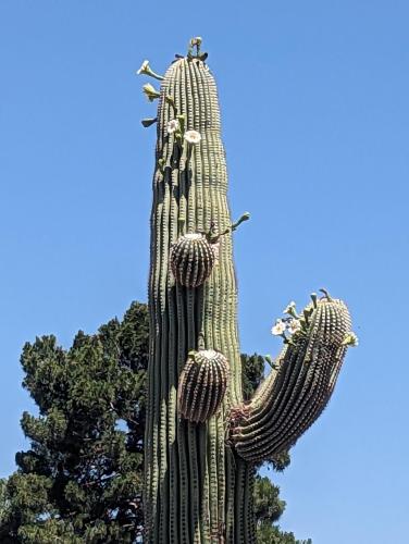 PXL_20240523_174521585