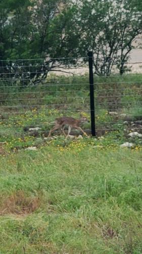 Fawn at our neighbors house