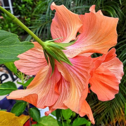 Backside view of a bloom